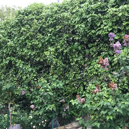 Portail Du Ventoux Luxe Jardin Linge Fourni Malaucene